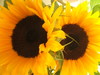 tournesols
