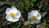 fleurs blanches dans un jardin