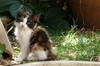 chaton dans un jardin