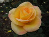 rose orangée