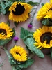 tournesols et chardons