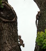 écureuils dans un arbre