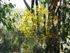 acacia doré