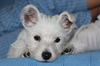 Chiot West Highland Terrier 3
