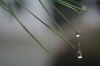 closegouttes de pluie sur les aiguilles de pin