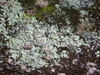 lichen d'arbre